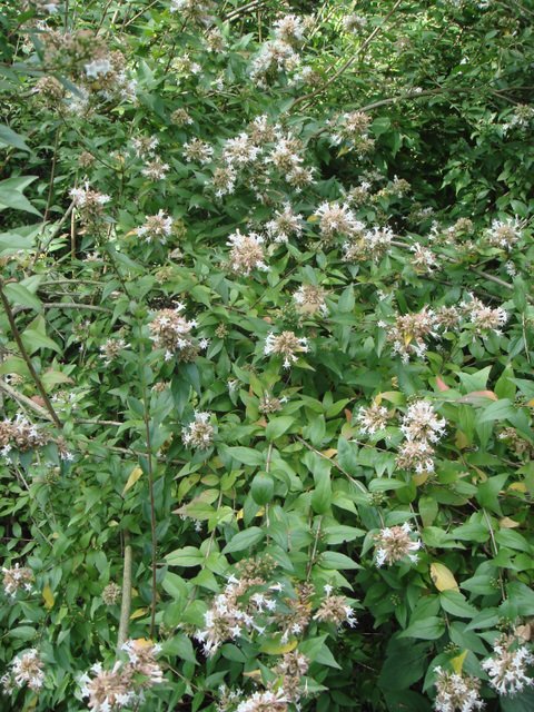 Abelia chinensis